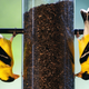 American goldfinches chilling at a bird feeder. Photo credit: Ron Edmonds/AP